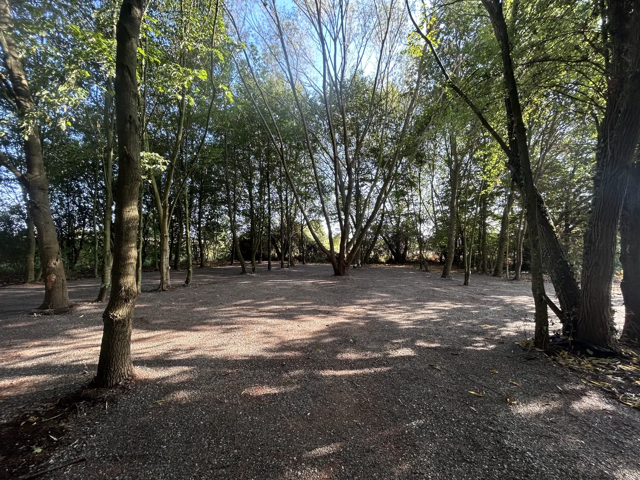 Mariage au cœur d'un bois