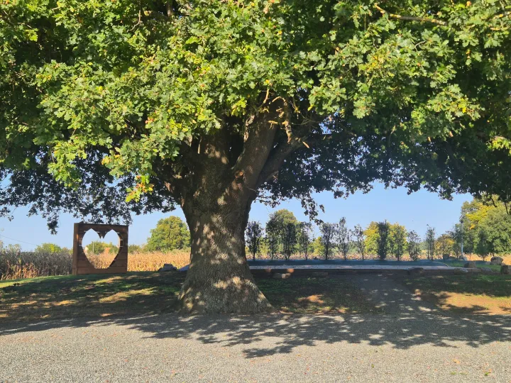Le grand chêne pluricentenaire du domaine, aux couleurs de l'automne